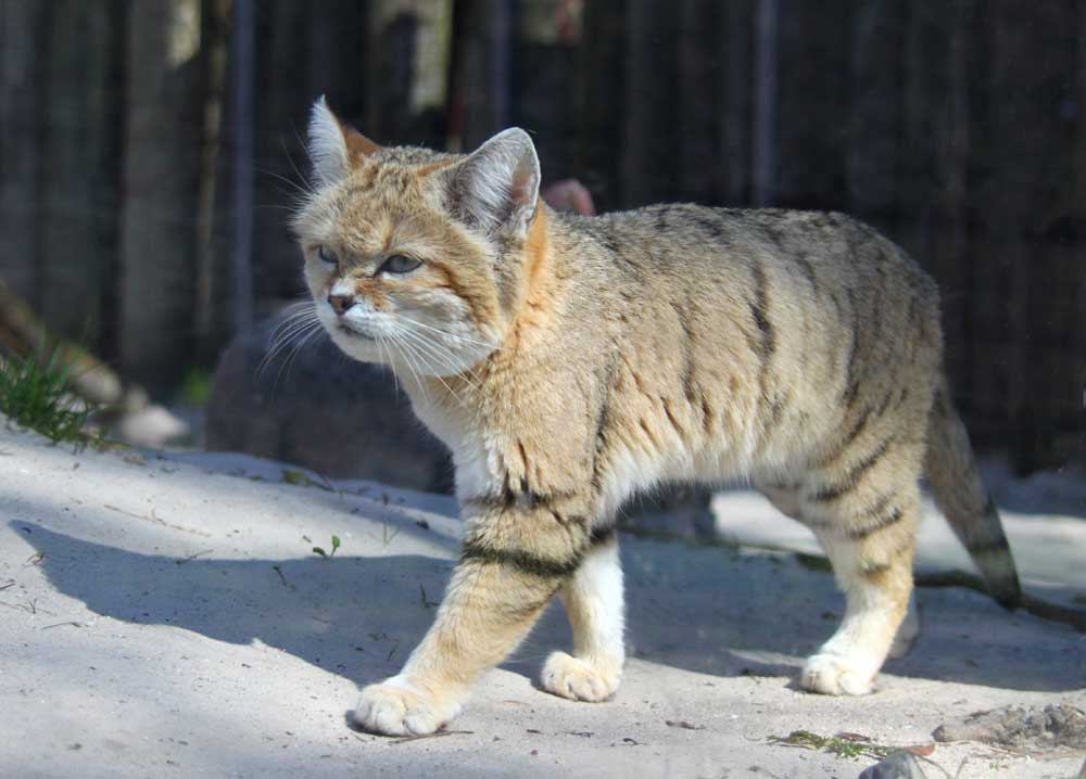 A Chinese mountain cat